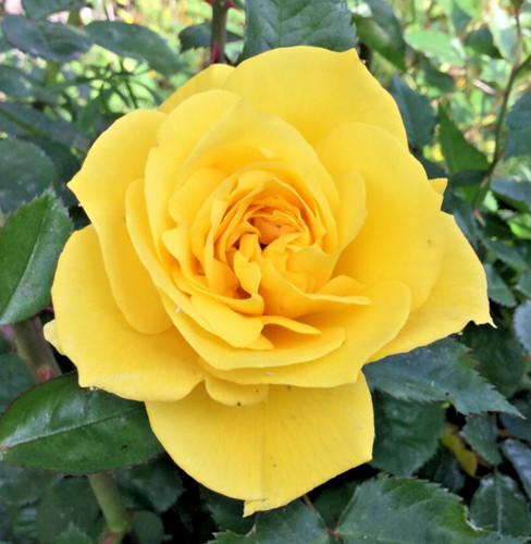 Yellow patrick rose - rose, 3