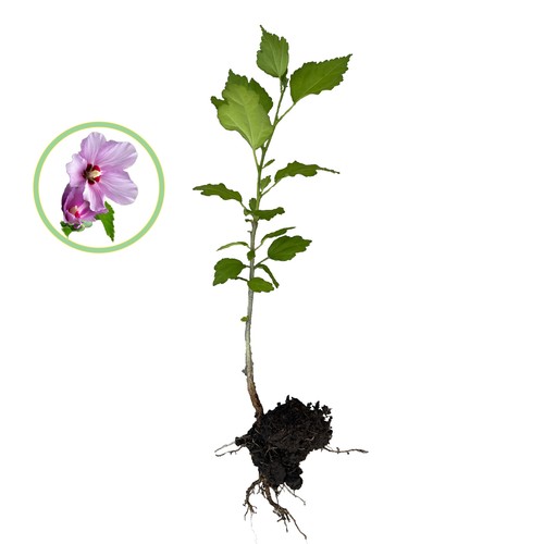 Rose sharon hibiscus - rose, of