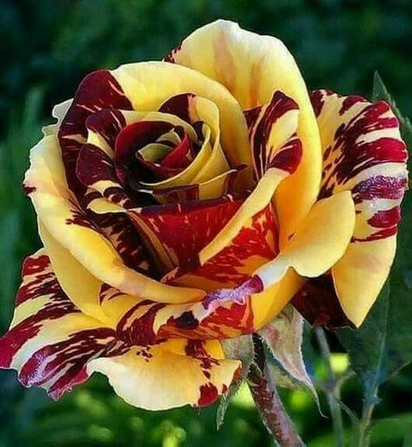 Rose cuttings simsalabim - cuttings,